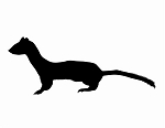 Weasle Silhouette Decal Sticker